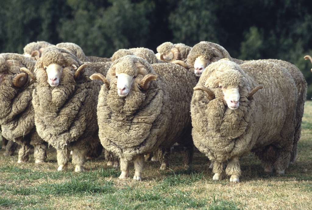 Moutons merino
